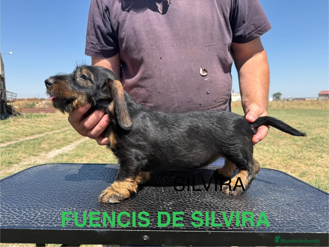 Teckel Miniatura perros en venta: Camada de Teckel - Imagen 5