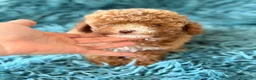 Caniche Toy perros en venta: Caniche hembra toy roja🐾 - Anuncio 1