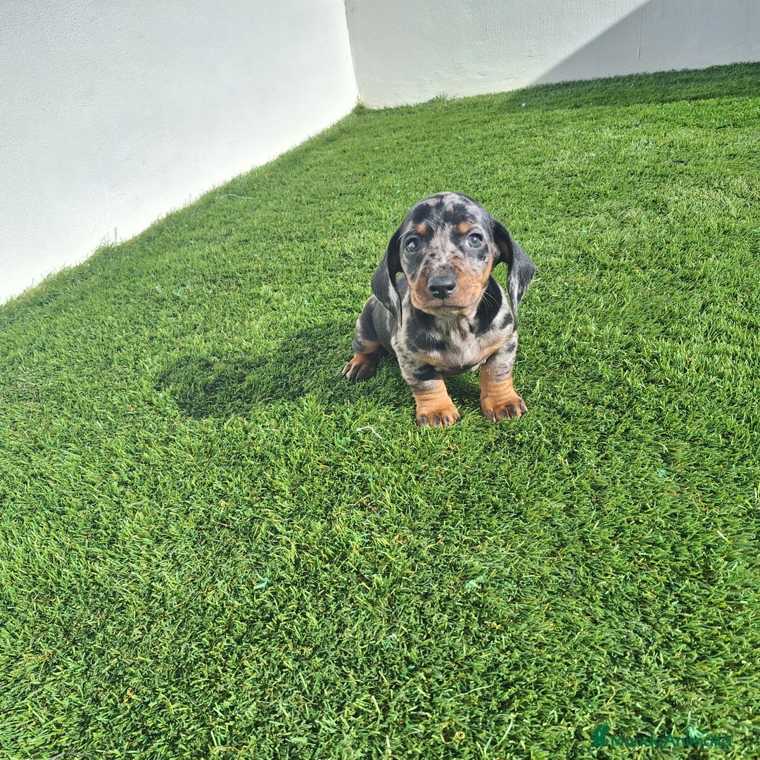 Teckel Miniatura perros en venta: TECKEL MINIATURA & KANINCHEN  - Anuncio 2