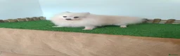 Pomerania perros en venta: Pomerania  - Anuncio 3