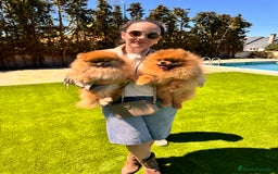 Pomerania perros en venta: Pomerania  - Imagen 2