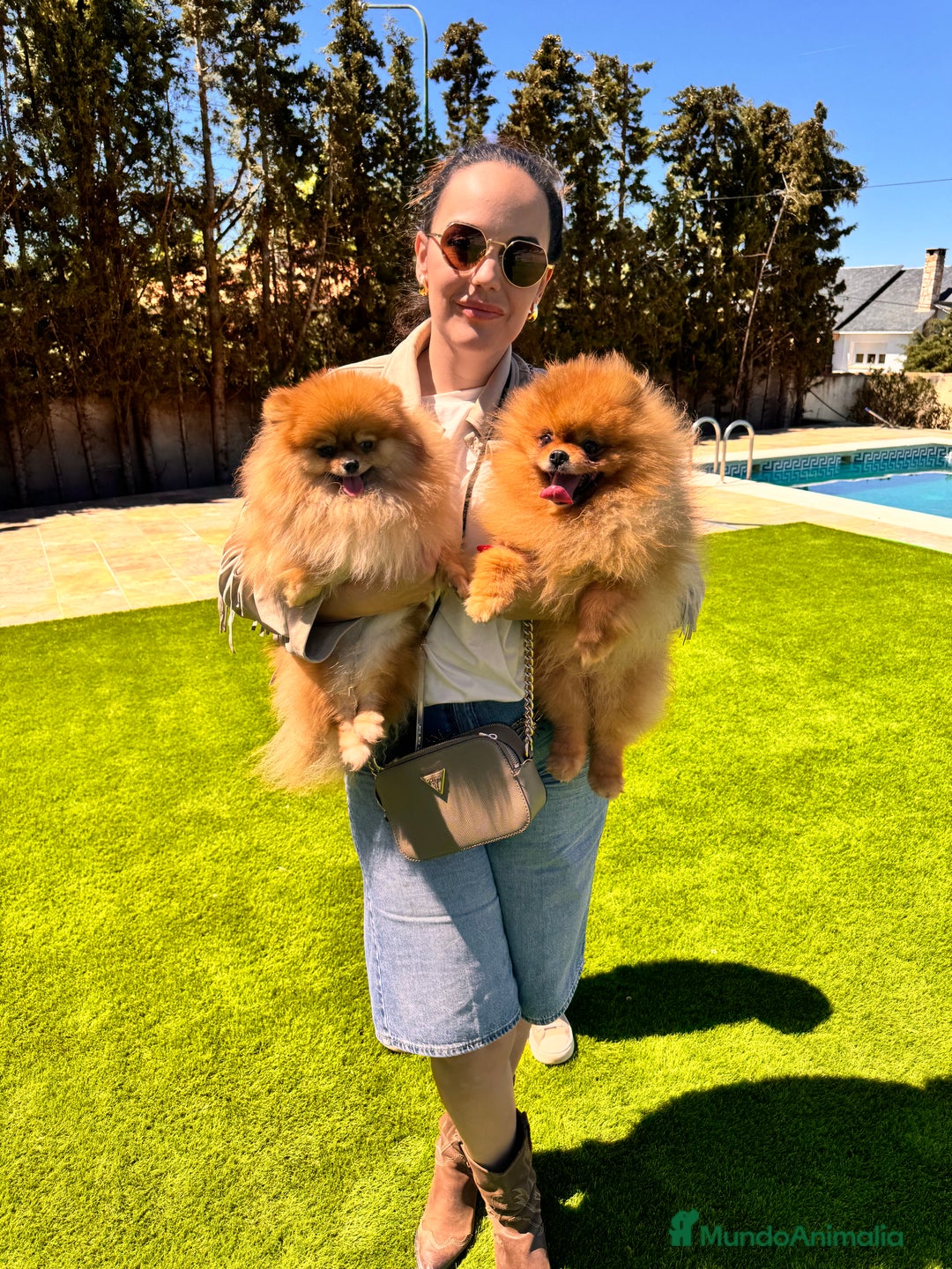 Pomerania perros en venta: Pomerania  - Imagen 2