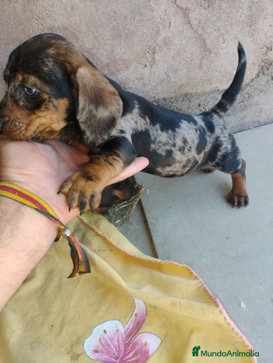 Teckel Miniatura perros en venta: Cachorra teckel arlequín plata miniatura  - Anuncio 1