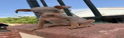 Pinscher Miniatura perros en venta: Mini pincher chocolates e Isabella  - Anuncio 5