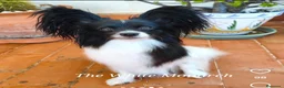 Papillon perros en venta: Hembras de papillon en Alicante - Anuncio 10