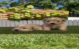 Maltipoo perros en venta: MALTIPOO MACHO - Imagen 4