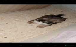 Shih Tzu perros en venta: Shitzu última hembra!! - Imagen 3