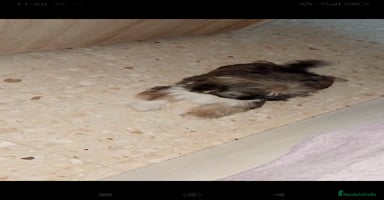 Shih Tzu perros - Anuncio 5