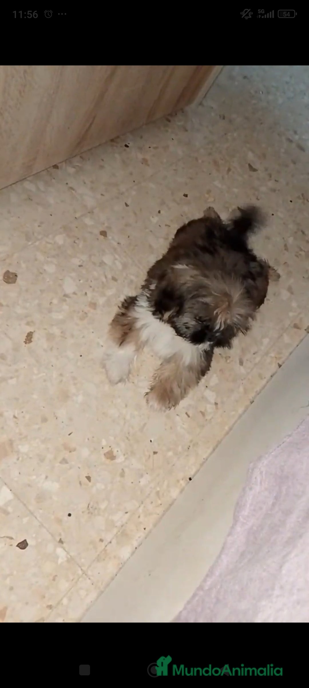 Shih Tzu perros en venta: Shitzu última hembra!! - Imagen 3