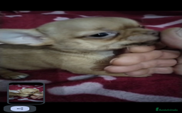 Chihuahua perros en venta: Machos de chihuahua cabeza manzana  - Imagen 5