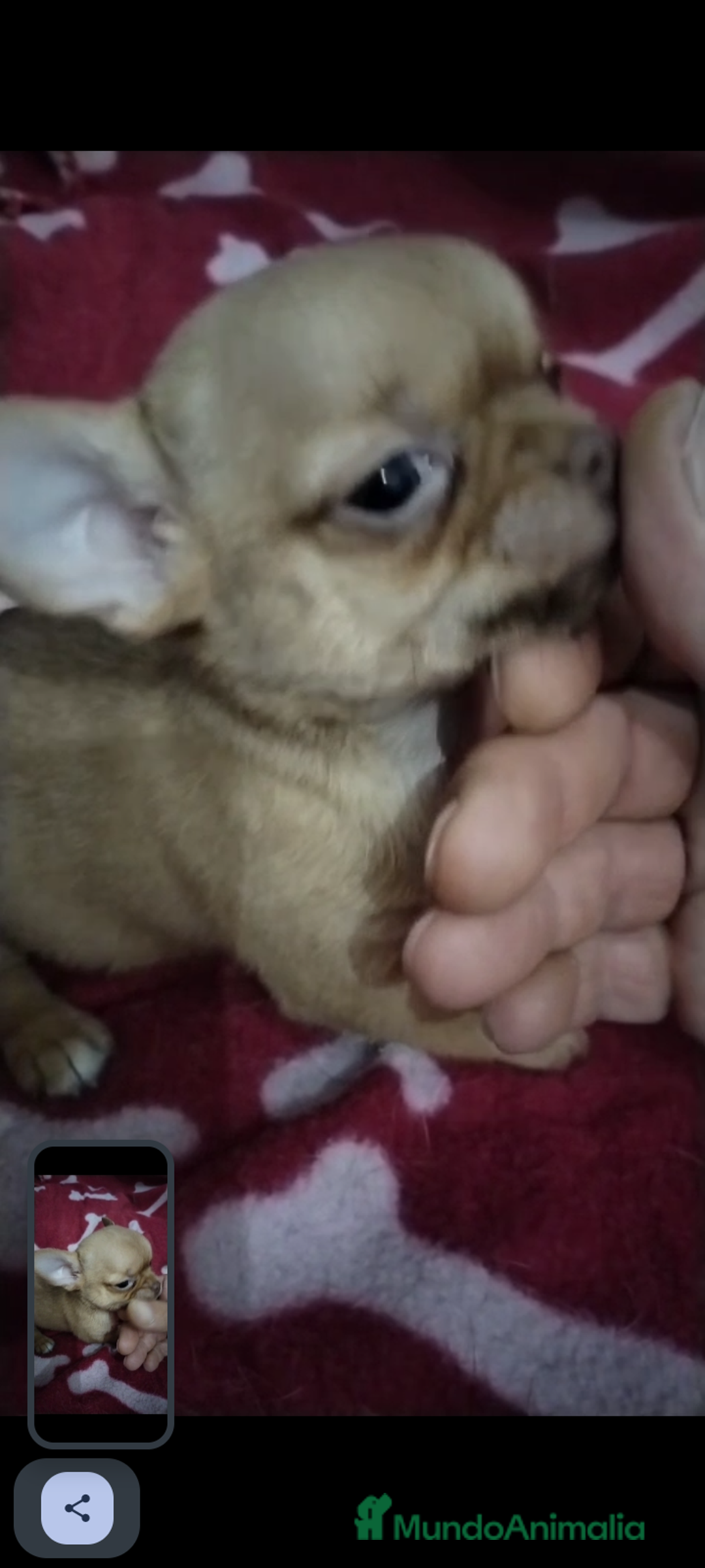 Chihuahua perros en venta: Machos de chihuahua cabeza manzana  - Imagen 5
