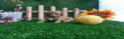 Caniche Toy perros en venta: IMPRECIONANTES  CANICHES  ROJO  TOY  - Anuncio 9