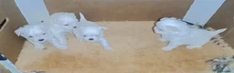 Bichón Maltés perros en venta: BICHÓN MALTES  - Anuncio 3