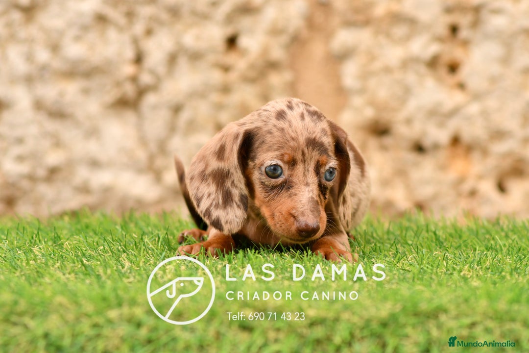 Teckel perros en venta: Cachorros de teckel arlequín disponibles - Imagen 5