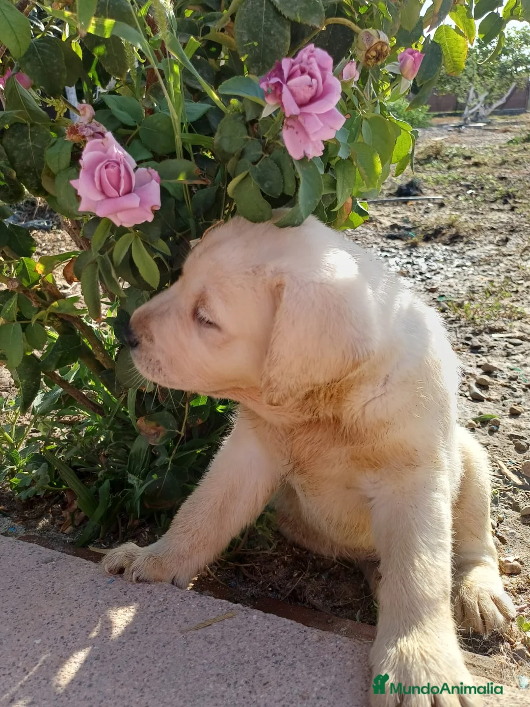Labrador Retriever perros en venta: Labrador retriever dorado mucho hueso  - Anuncio 2