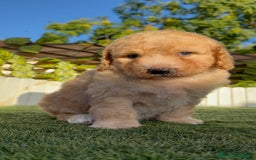 Perro de Agua Español perros en venta: PERRO DE AGUA ESPAÑOL  - Imagen 2
