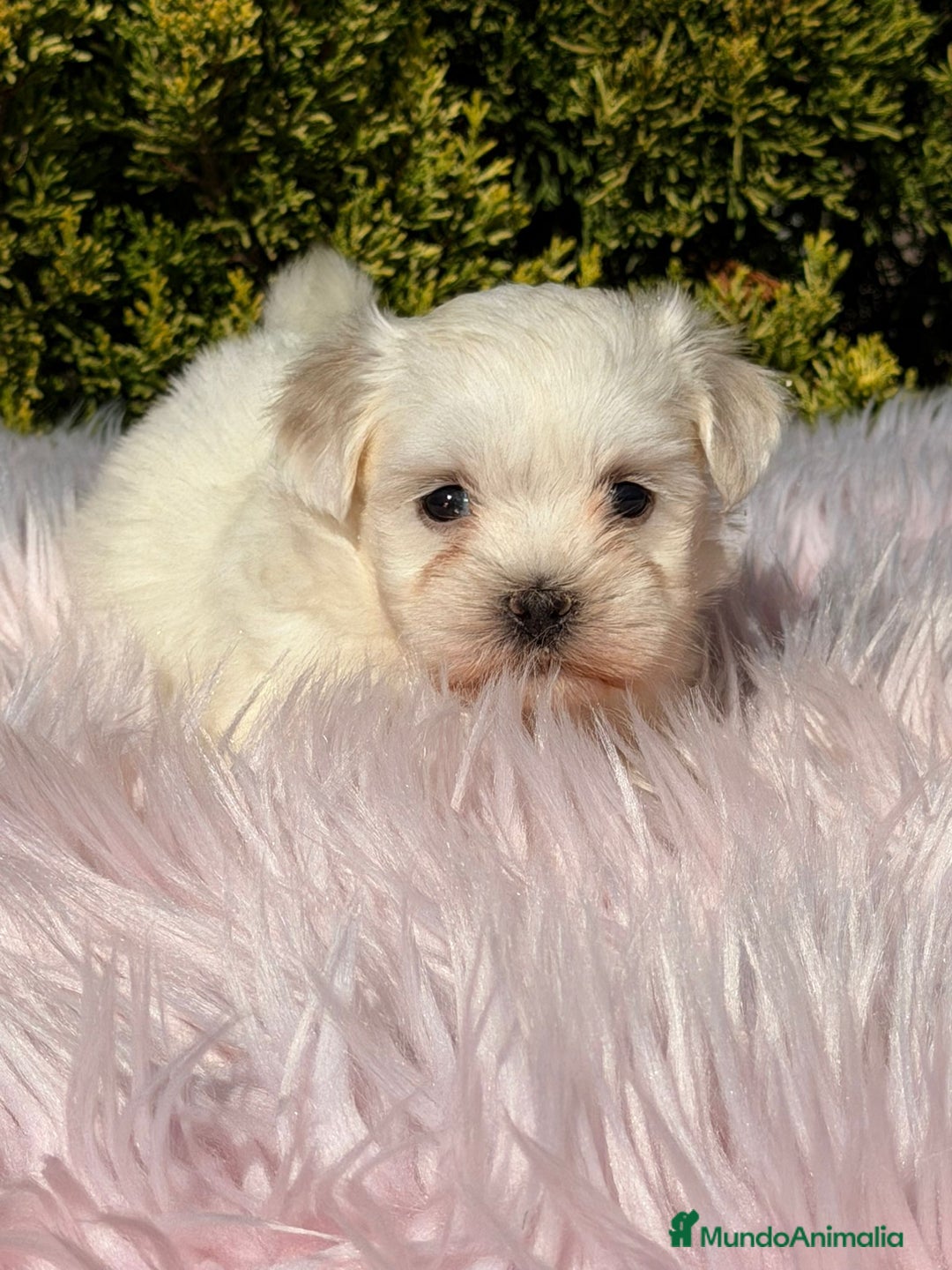 Bichón Maltés perros en venta: Bichon maltes hembra - Imagen 6