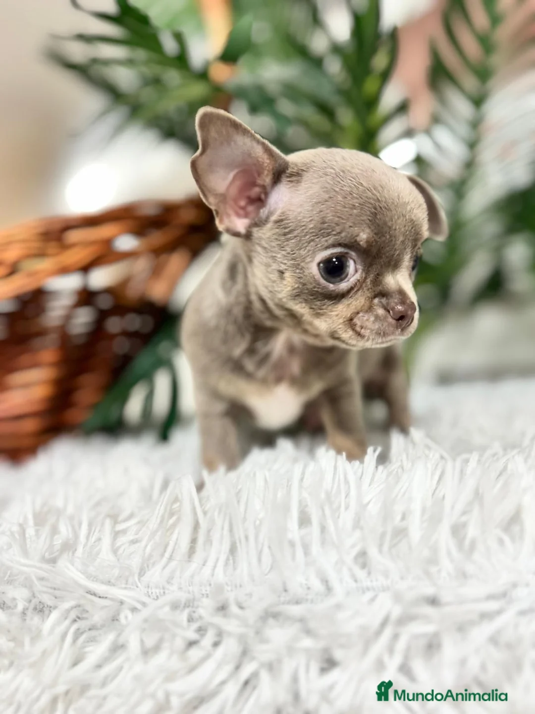 Chihuahua perros en venta: CHIHUAHUA - Anuncio 10