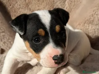 Ratonero Bodeguero Andaluz perros Bodeguero andaluz macho - Anuncio 2