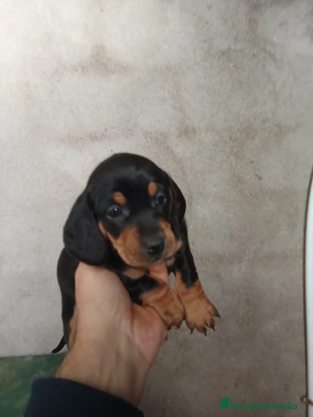 Teckel perros en venta: 🌟ÚLTIMA PAREJA DE TEKEL y Negros fuego🌟 - Anuncio 4