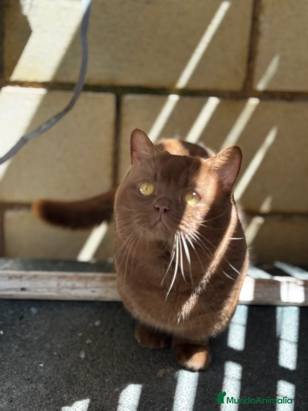 Munchkin gatos en venta: Macho adulto  - Anuncio 2