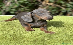 Teckel Miniatura perros en venta: Teckel mini Blue  - Imagen 5