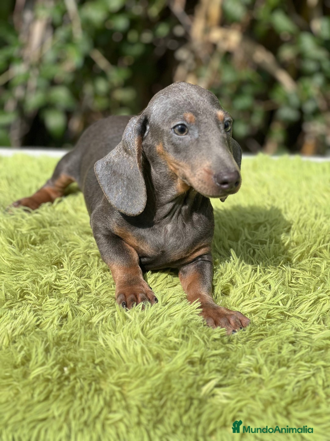Teckel Miniatura perros en venta: Teckel mini Blue  - Imagen 5