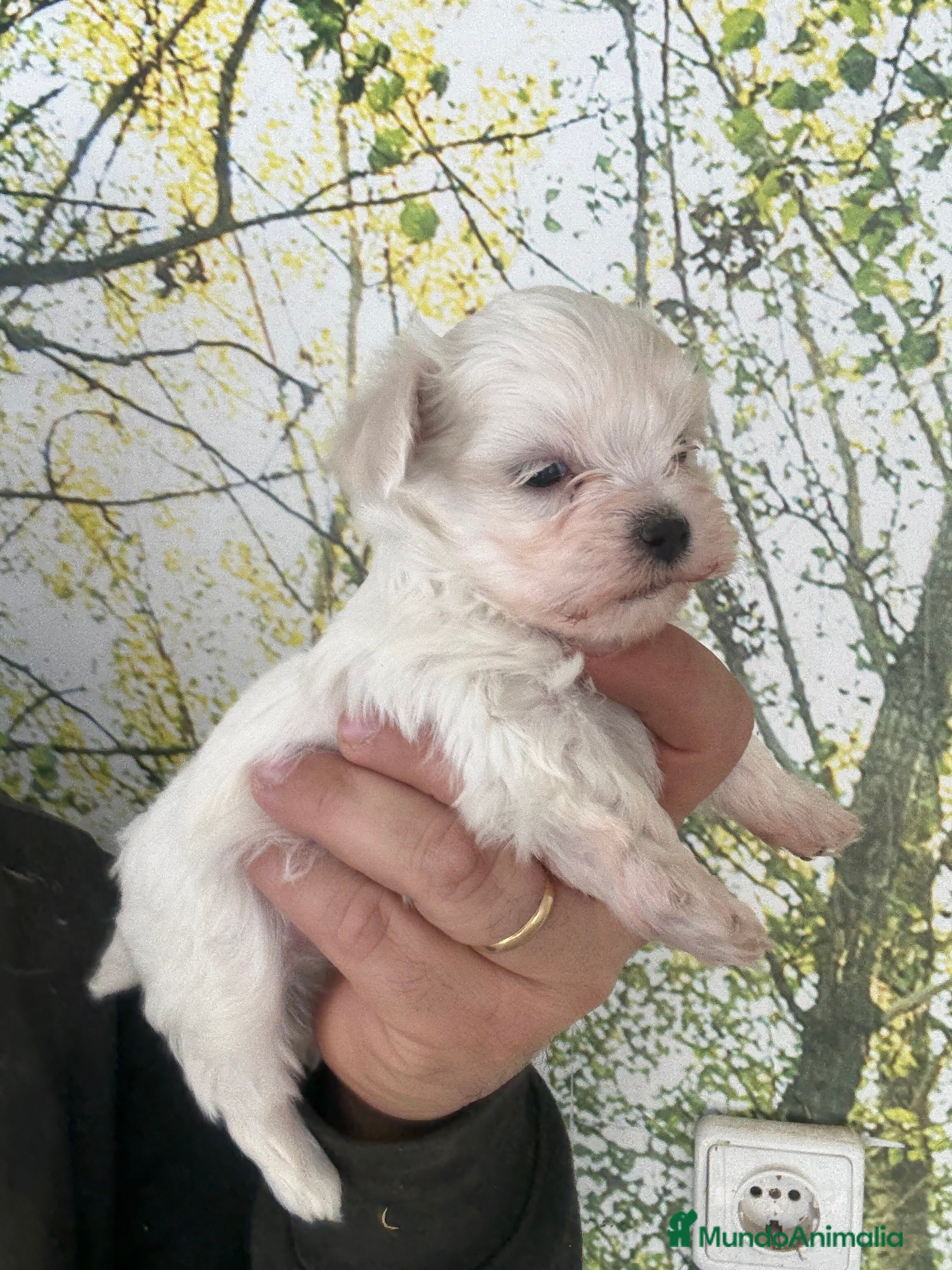 Bichón Maltés perros Bichon maltés súper mini - Anuncio 15