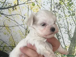 Bichón Maltés perros Bichon maltés súper mini - Anuncio 7