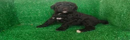 Perro de Agua Español perros en venta: Perros de agua - Anuncio 5