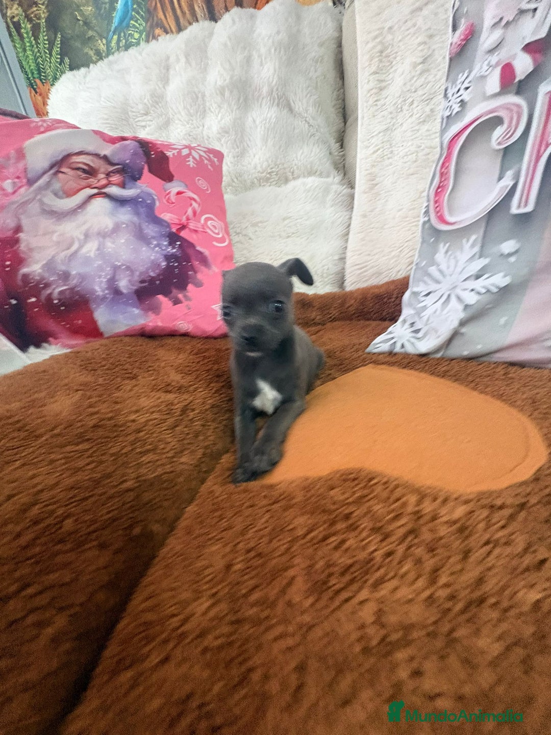 Chihuahua perros en venta: Chihuahua mini toy blue - Anuncio 14