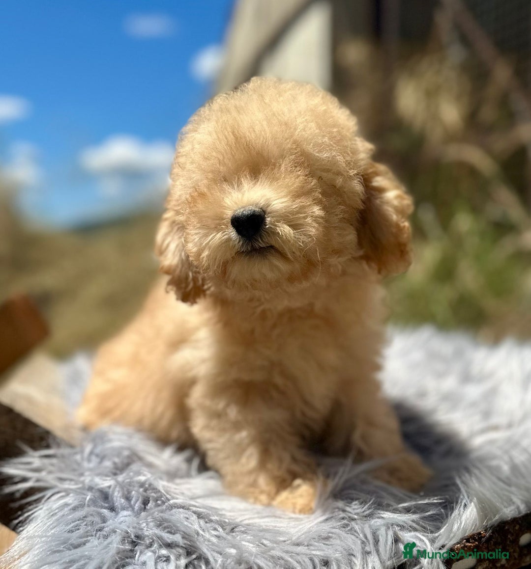 Caniche Toy perros en venta: Caniche apricot - Imagen 4