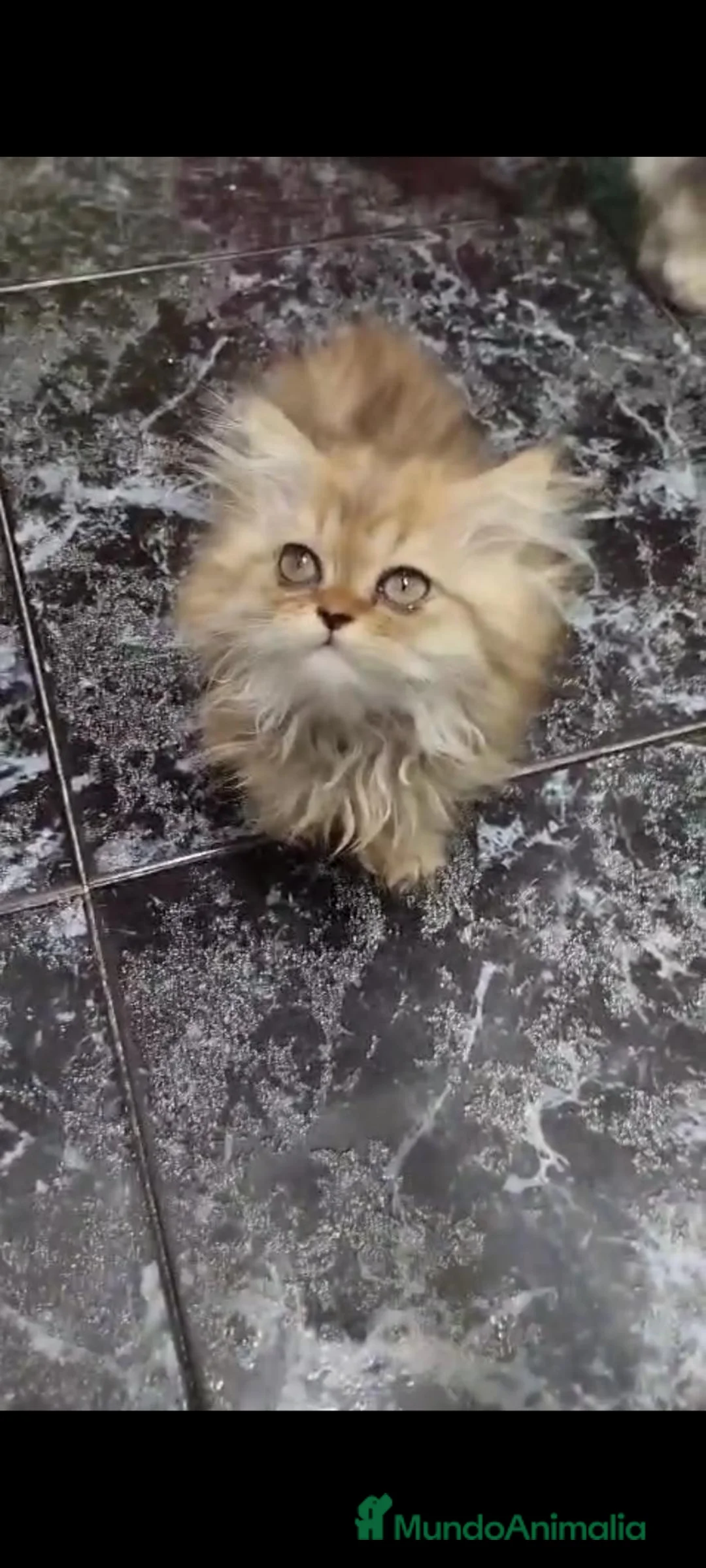 Persa gatos en venta: Persas en Barcelona - Anuncio 2