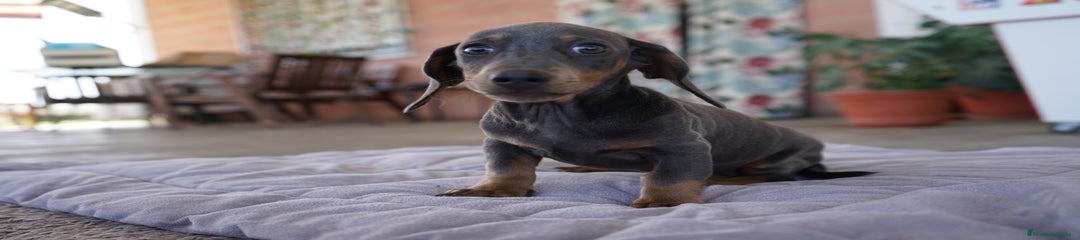 MONCHI
