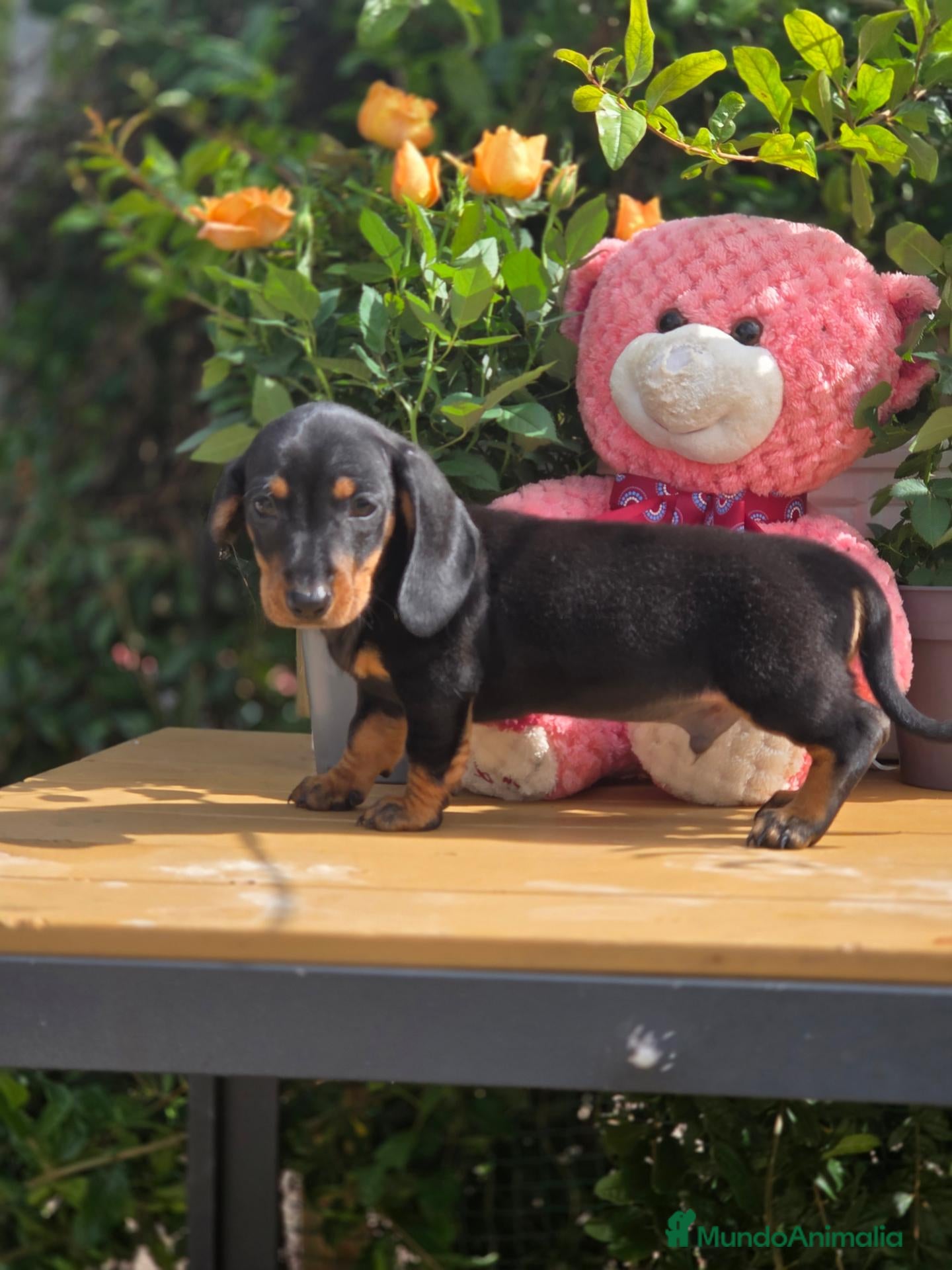 Teckel Miniatura perros Teckel mini - Anuncio 23