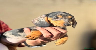Teckel perros en Valencia - Anuncio 2