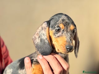 Teckel perros en Valencia - Anuncio 4