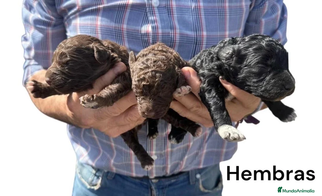 Perro de Agua Español perros en venta: PERRO DE AGUA ESPAÑOL - Anuncio 1