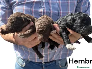 Perro de Agua Español perros PERRO DE AGUA ESPAÑOL - Anuncio 1