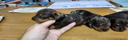 Teckel perros en venta: Espectaculares cachorritos de teckel  - Anuncio 1