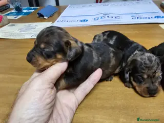 Teckel perros Espectaculares cachorritos de teckel - Anuncio 1