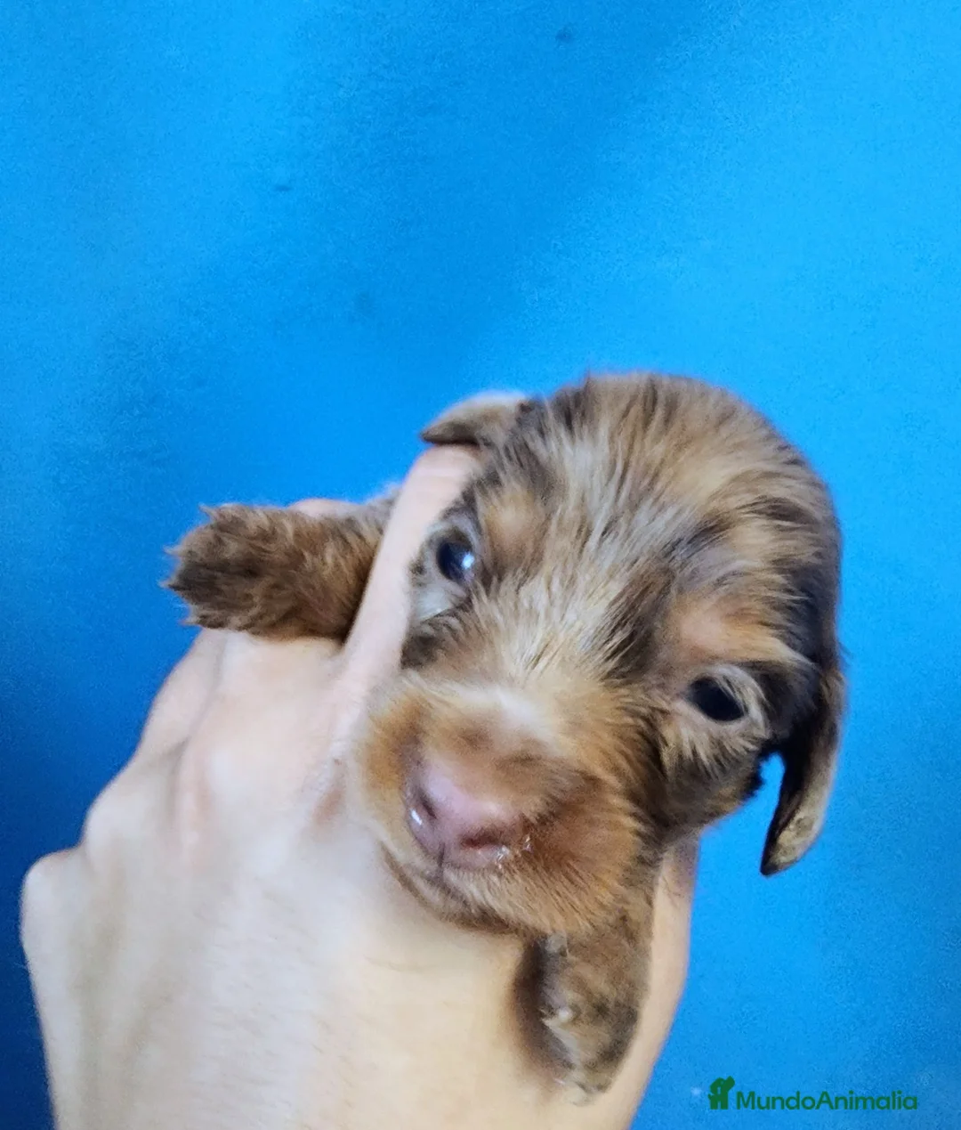 Biewer Yorkshire Terrier a la Pom Pon perros en venta: Yorkshire precio real - Anuncio 2