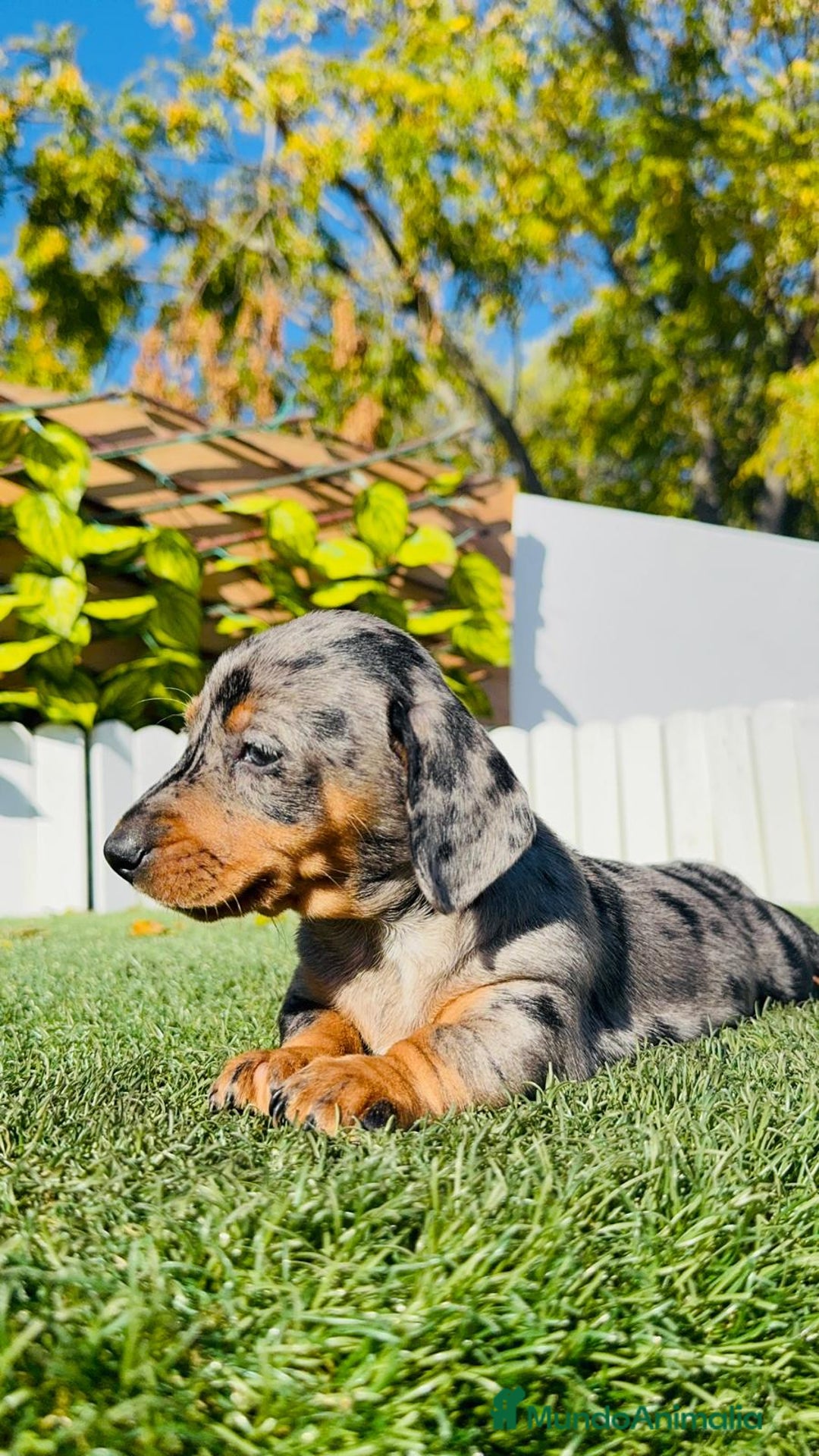 Teckel Miniatura perros en venta: TECKEL MINIATURA HEMBRA - Anuncio 13