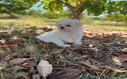 Bichón Maltés perros en venta: Bichon Maltés toy Macho para disponible  - Imagen 7