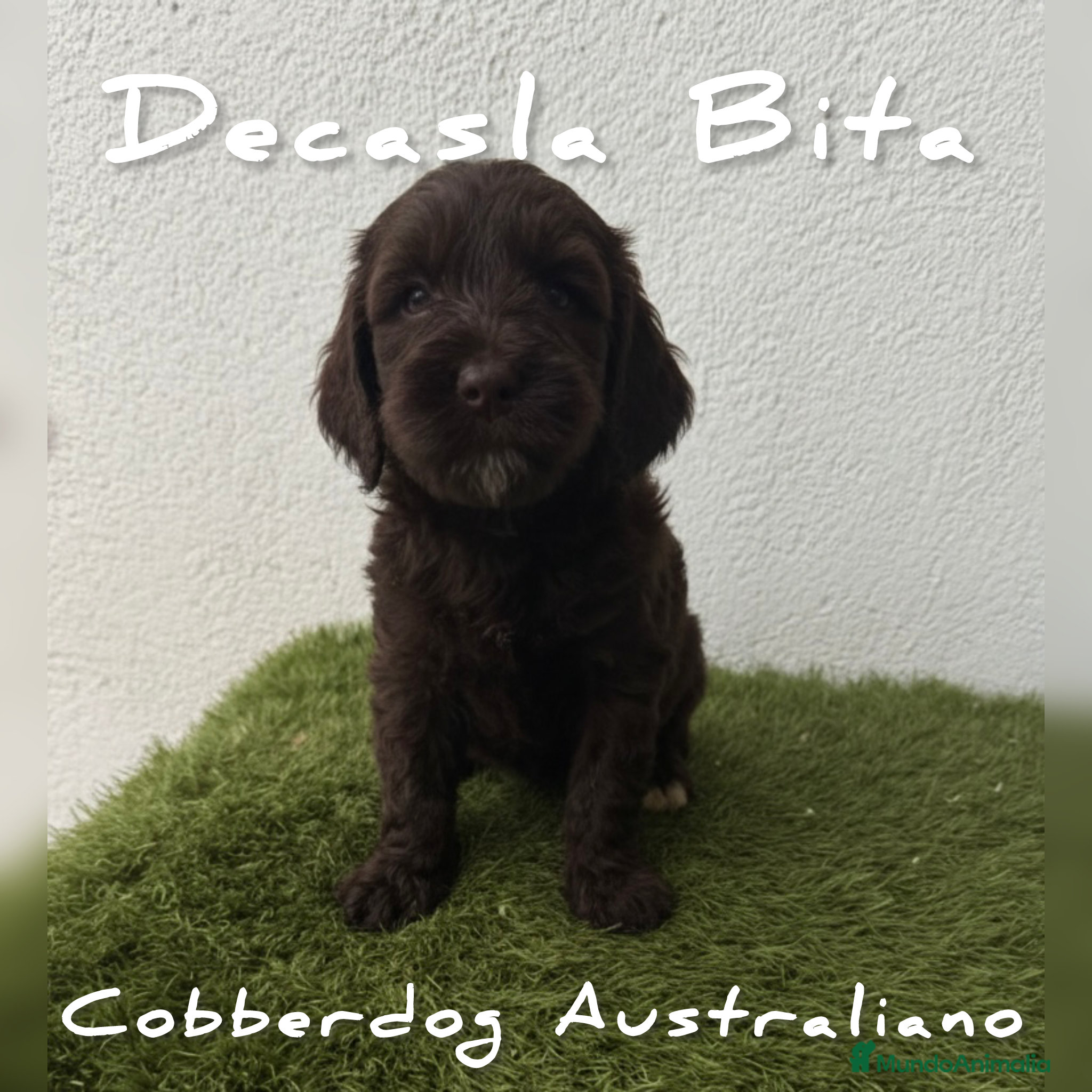Labradoodle perros AUSTRALIAN COBBERDOG, CACHORROS CON PERFILES D ADN - Anuncio 1