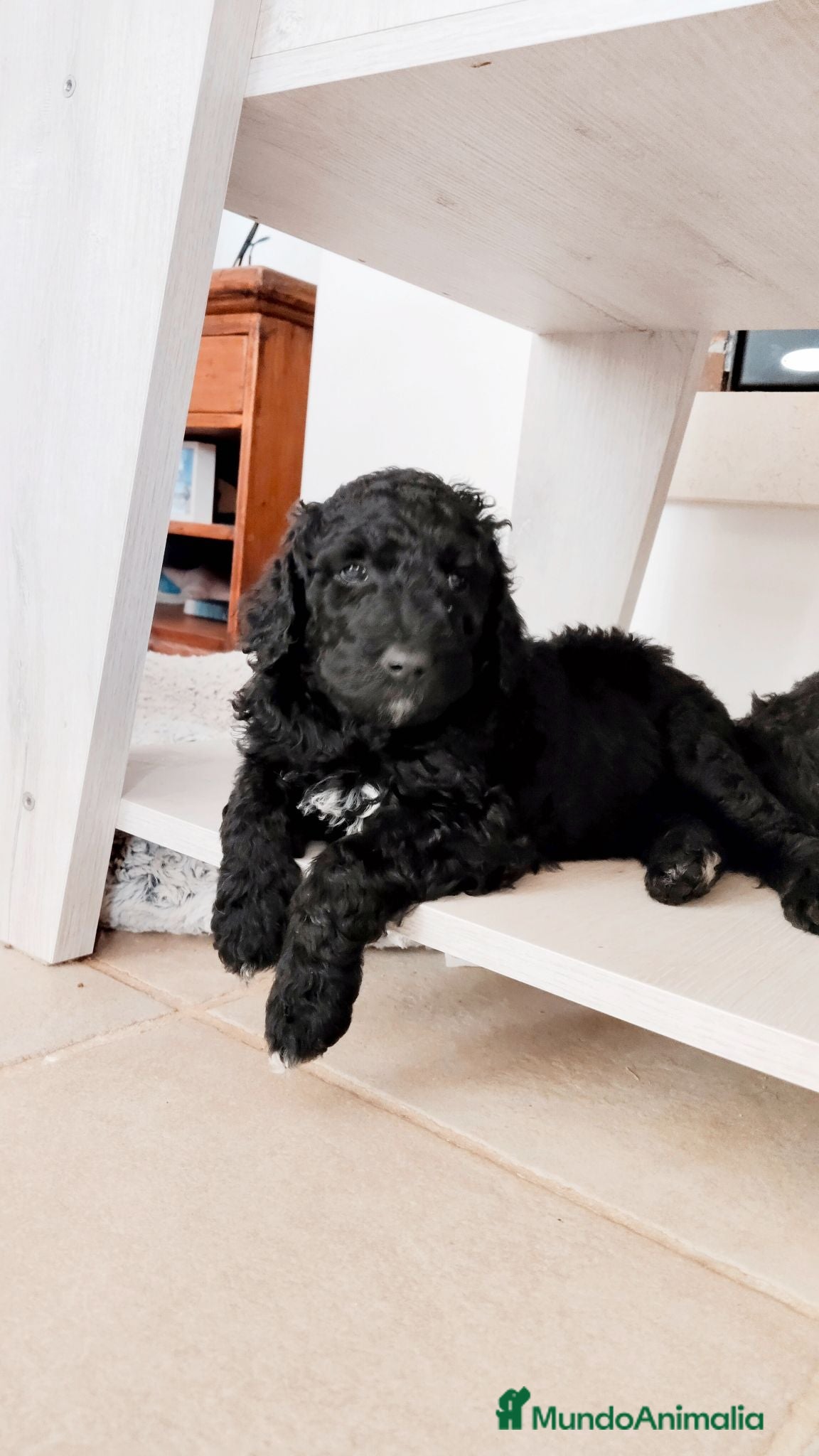 Caniche Gigante perros Caniche gigante - Anuncio 2