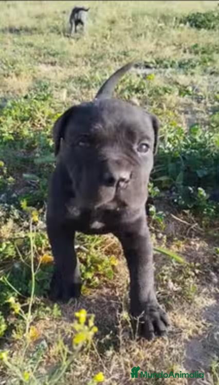 Cane Corso perros Cachorros Cane Corso - Anuncio 2