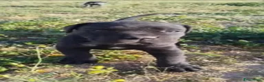 Cane Corso 1