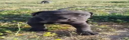 Cane Corso perros en venta: Cachorros Cane Corso - Anuncio 2