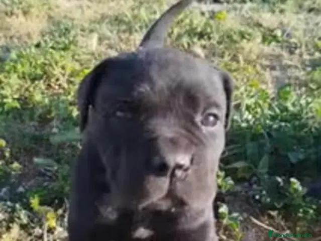 Cane Corso perros en venta: Cachorros Cane Corso - Anuncio 2